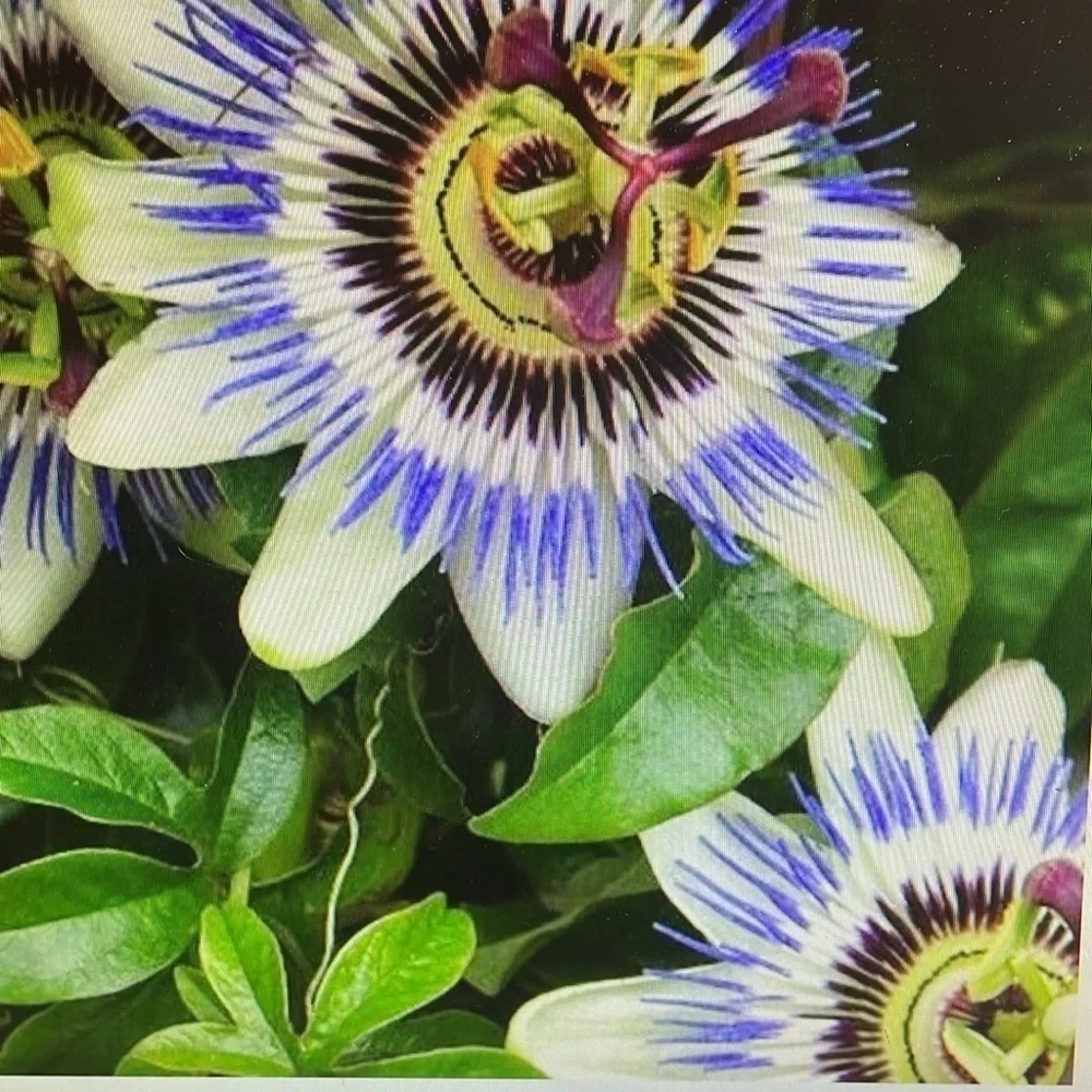 - World's Strongest “CAT NIP” TASTY HI CATNIP +PASSIONFLOWER Toped on Nuggets